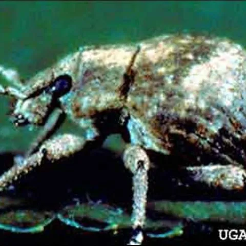 thumbnail for publication: Twobanded Japanese Weevil, Pseudocneorhinus bifasciatus Roelofs (Insecta: Coleoptera: Curculionidae)